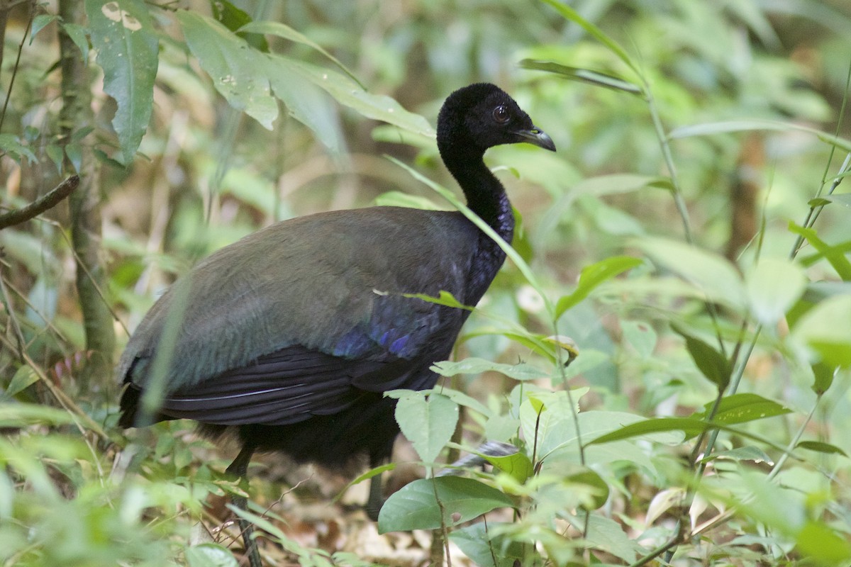 Dark-winged Trumpeter (Xingu) - Luiz Matos