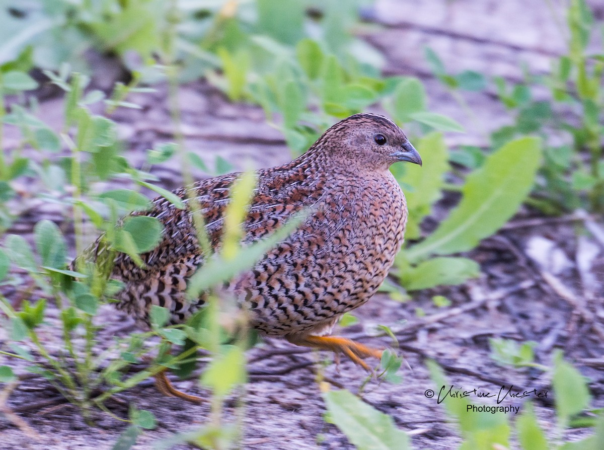 Brown Quail - Christine  Chester