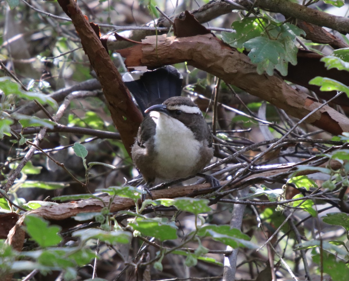 White-browed Babbler - ML68830001