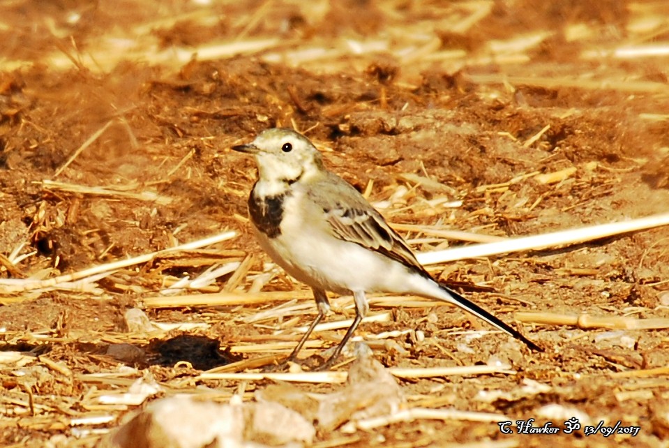 White Wagtail - ML68830021