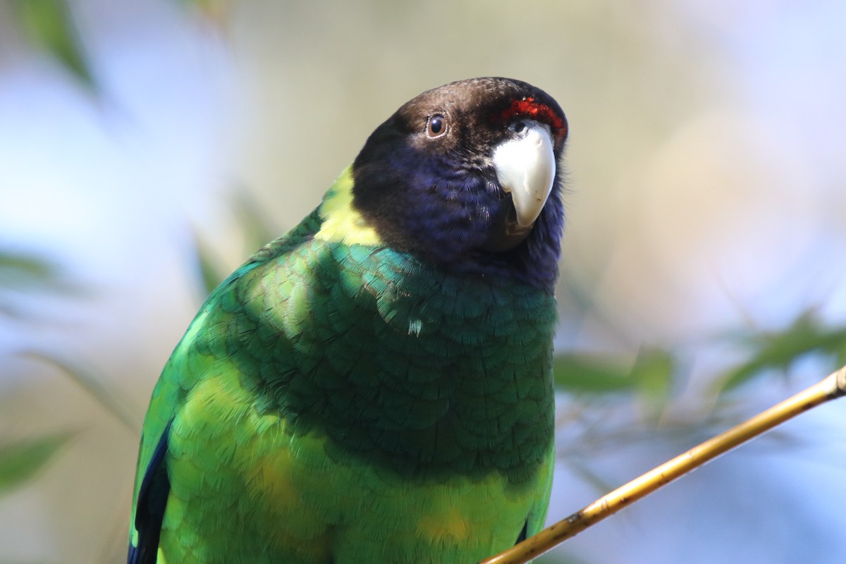 Australian Ringneck (Twenty-eight) - ML68830041