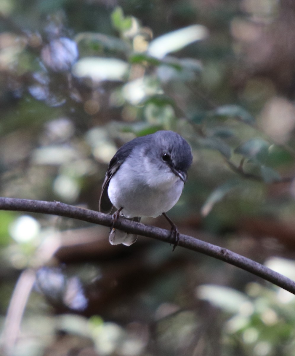 White-breasted Robin - ML68830051