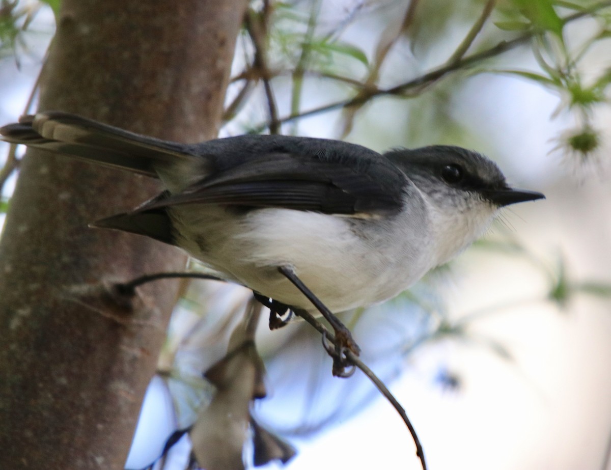 White-breasted Robin - Donna Nagiello