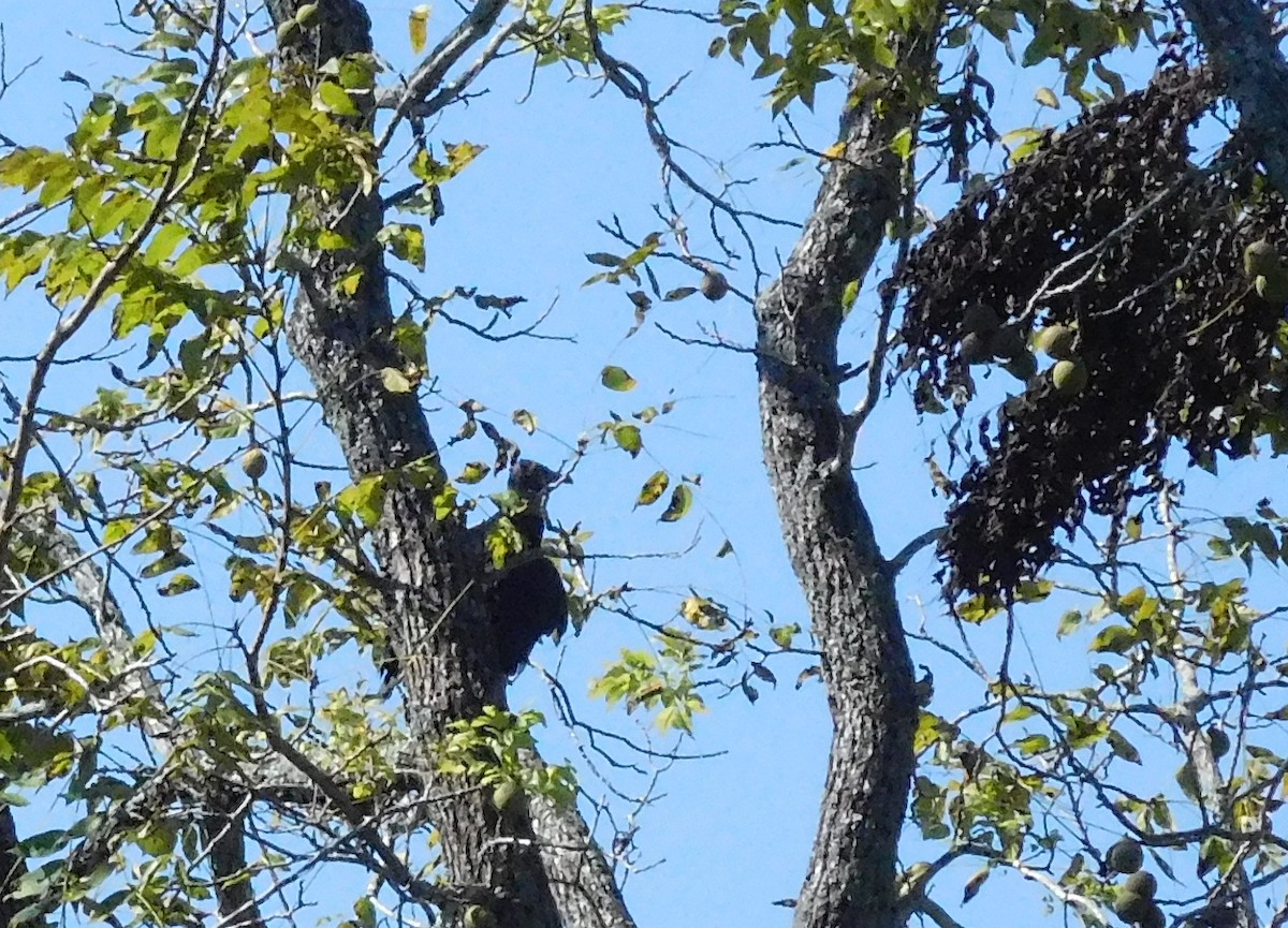 Black Vulture - ML68830701