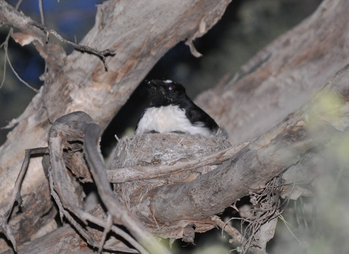 Willie-wagtail - ML68830981