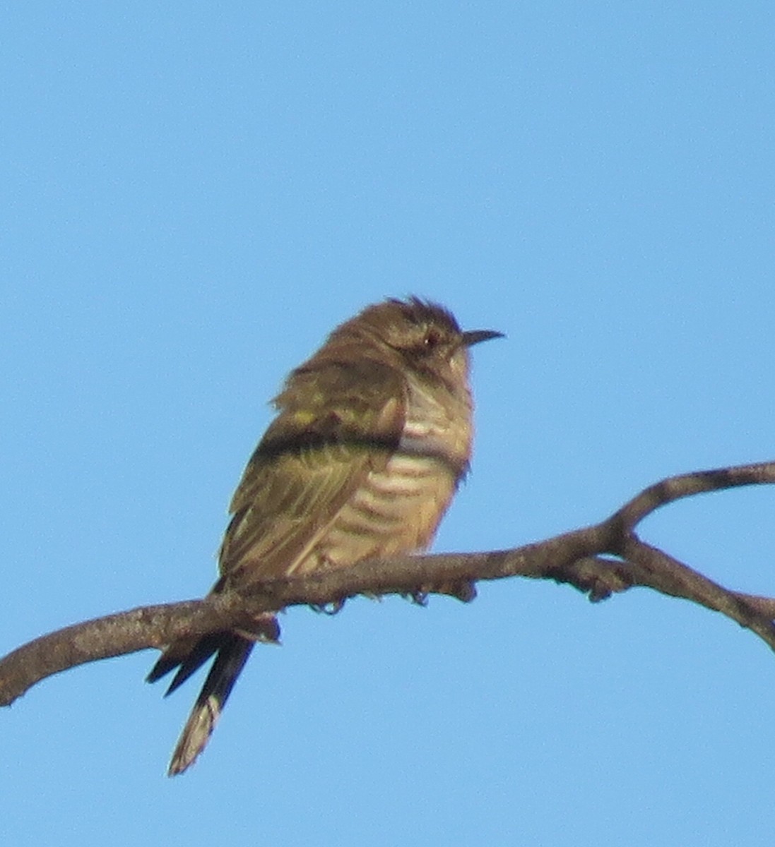 Horsfield's Bronze-Cuckoo - Catherine Hirsch