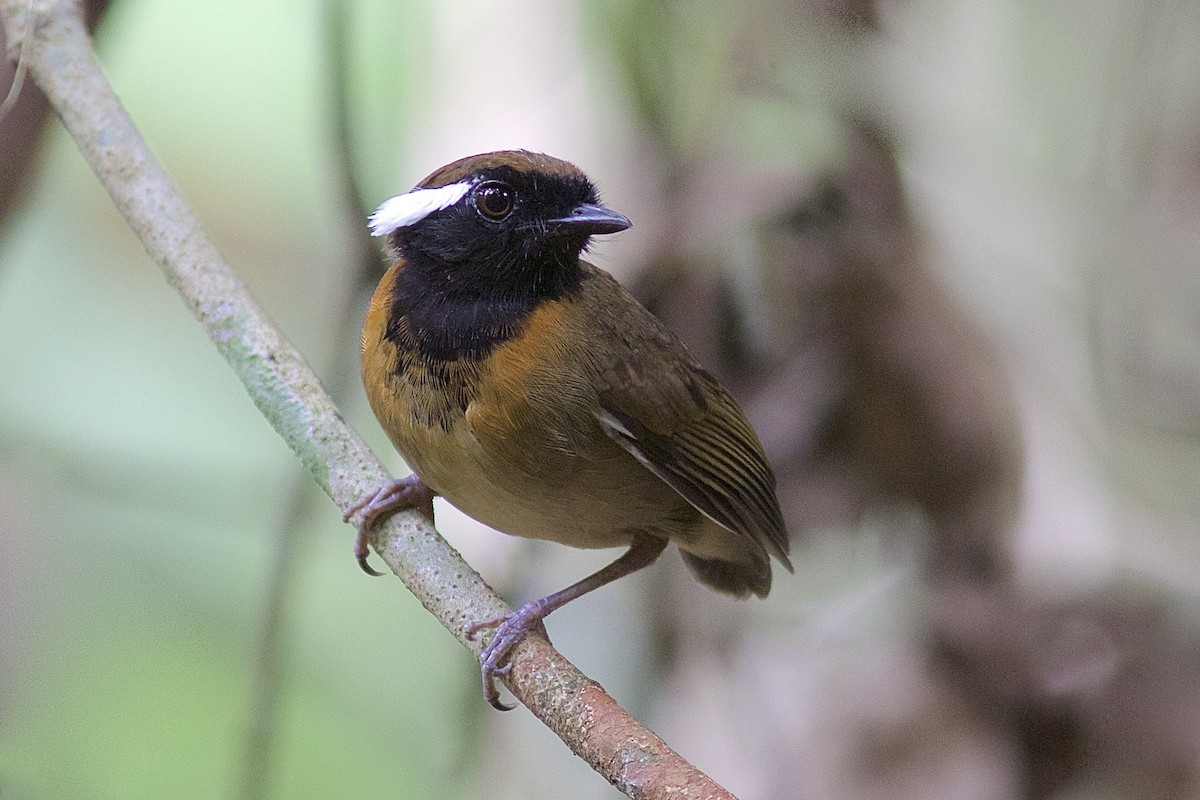 Black-breasted Gnateater - Luiz Matos