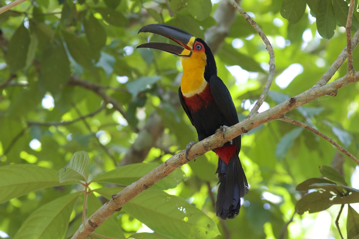 Channel-billed Toucan - Luiz Matos