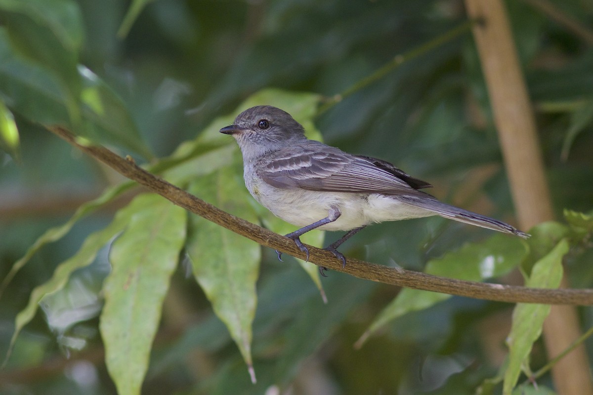 Amazonian Scrub-Flycatcher - Luiz Matos
