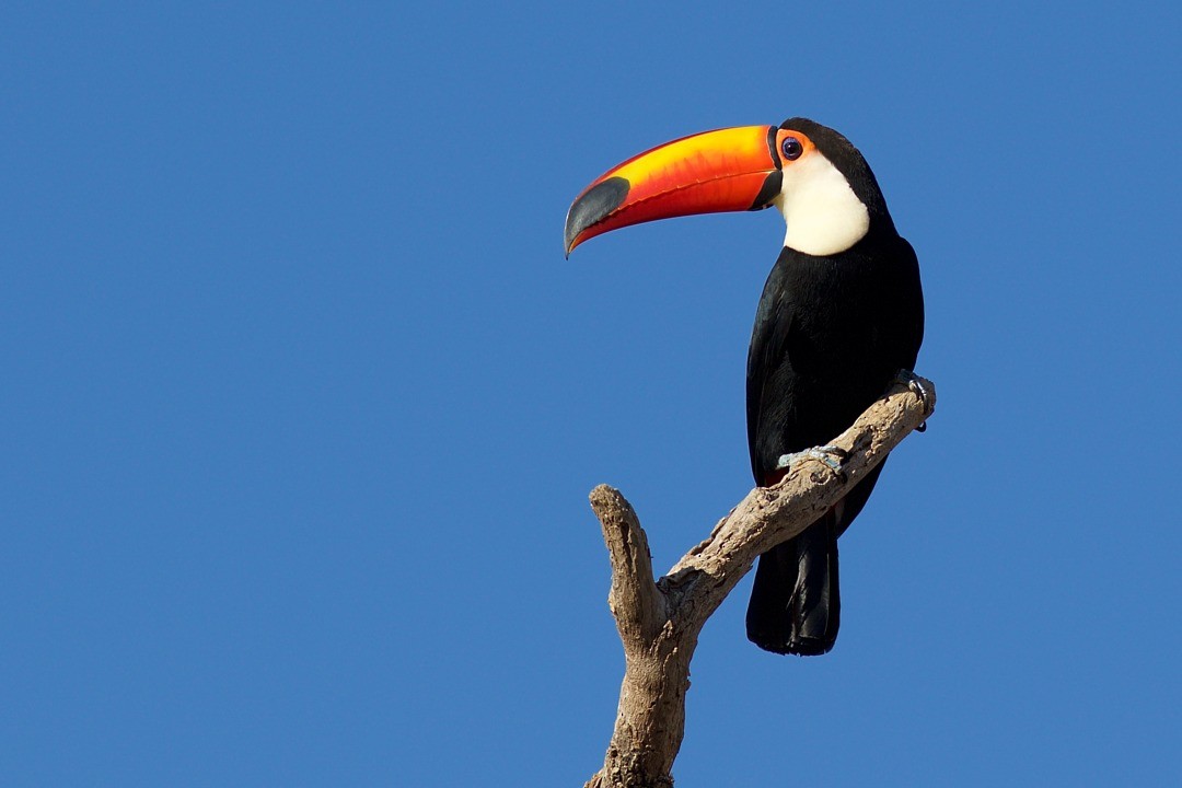 Toco Toucan - ML68831661