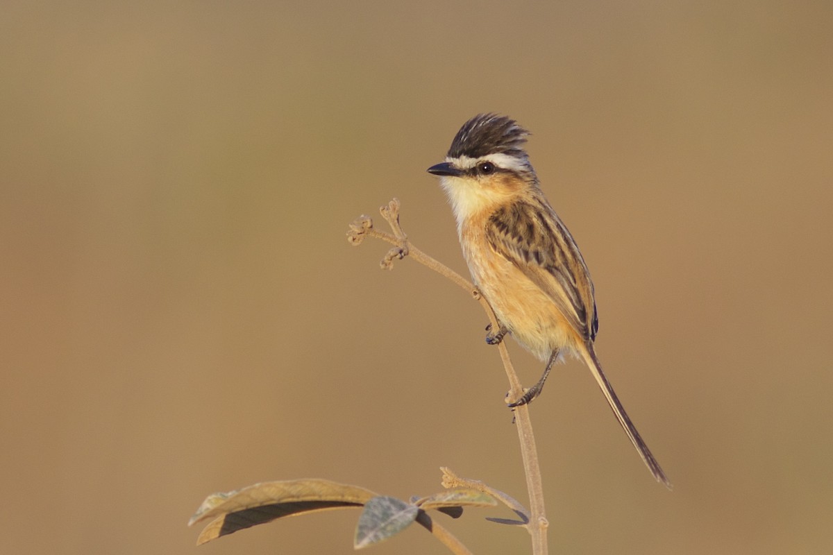 Sharp-tailed Tyrant - ML68831731