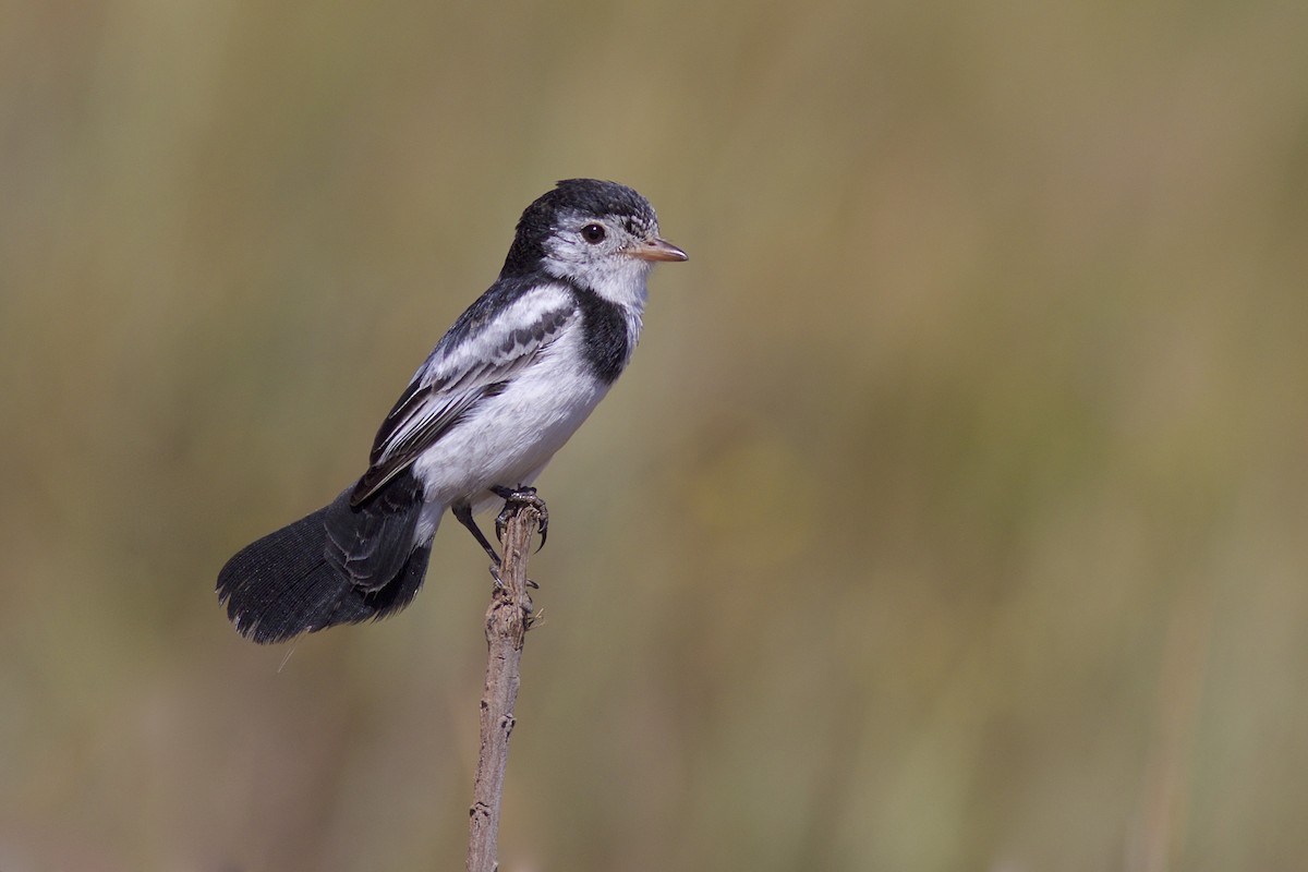 Cock-tailed Tyrant - Luiz Matos