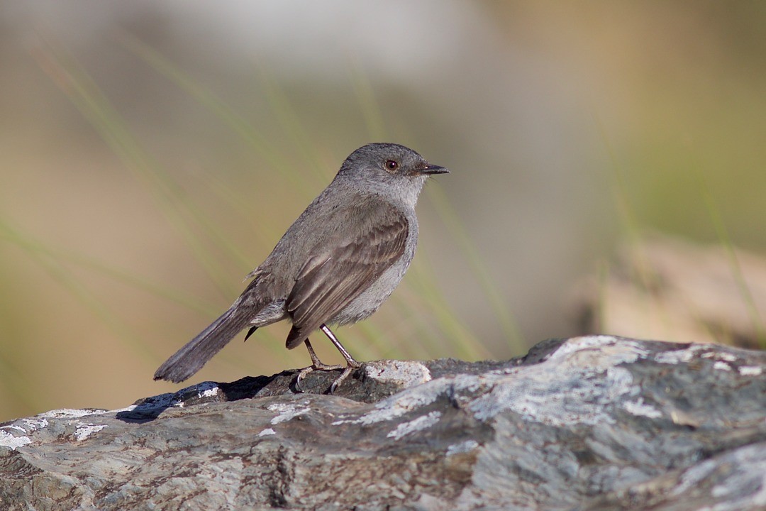 Sooty Tyrannulet - Luiz Matos