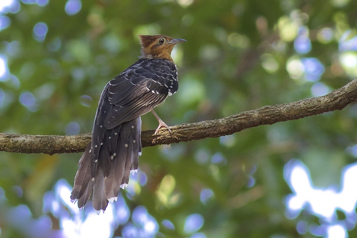Pavonine Cuckoo - Luiz Matos