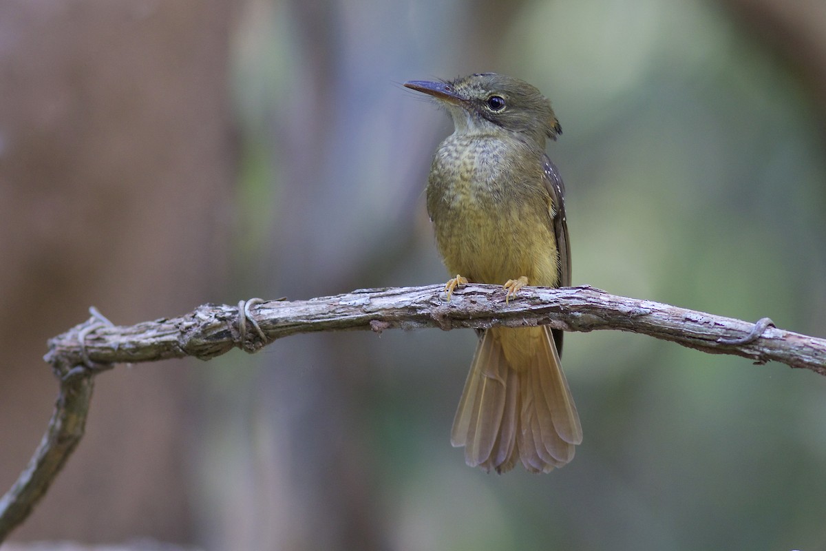 Tropical Royal Flycatcher - ML68831931