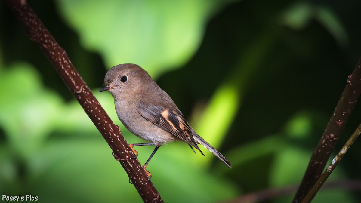 Pink Robin - Graham Possingham