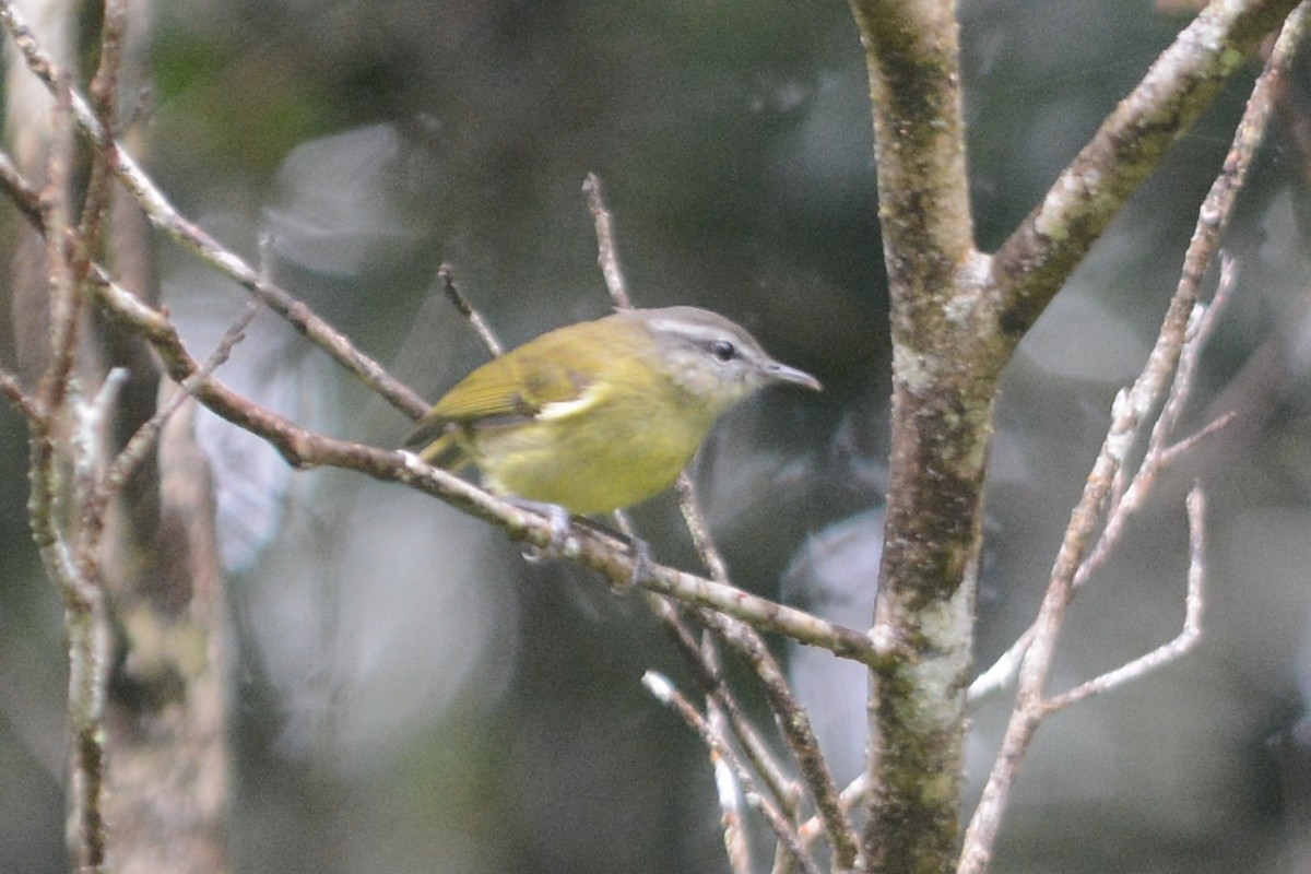 Island Leaf Warbler (Halmahera) - ML68835951