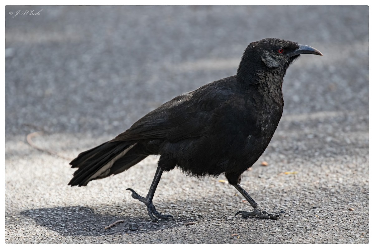 White-winged Chough - ML68836071