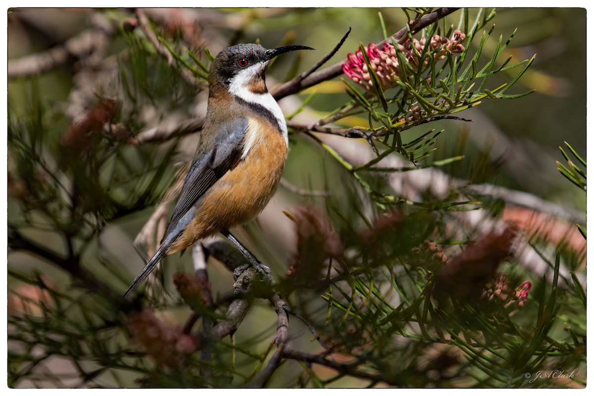 Eastern Spinebill - Julie Clark