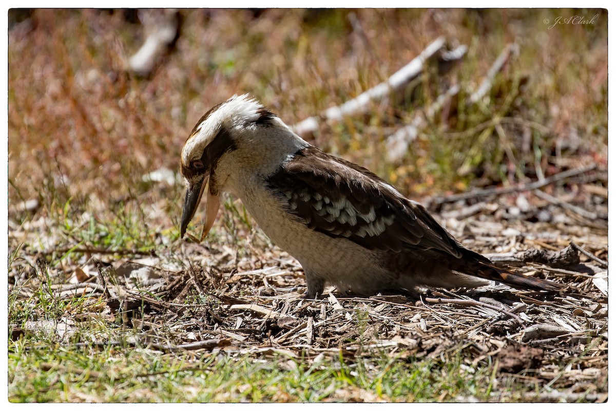 Laughing Kookaburra - ML68836121