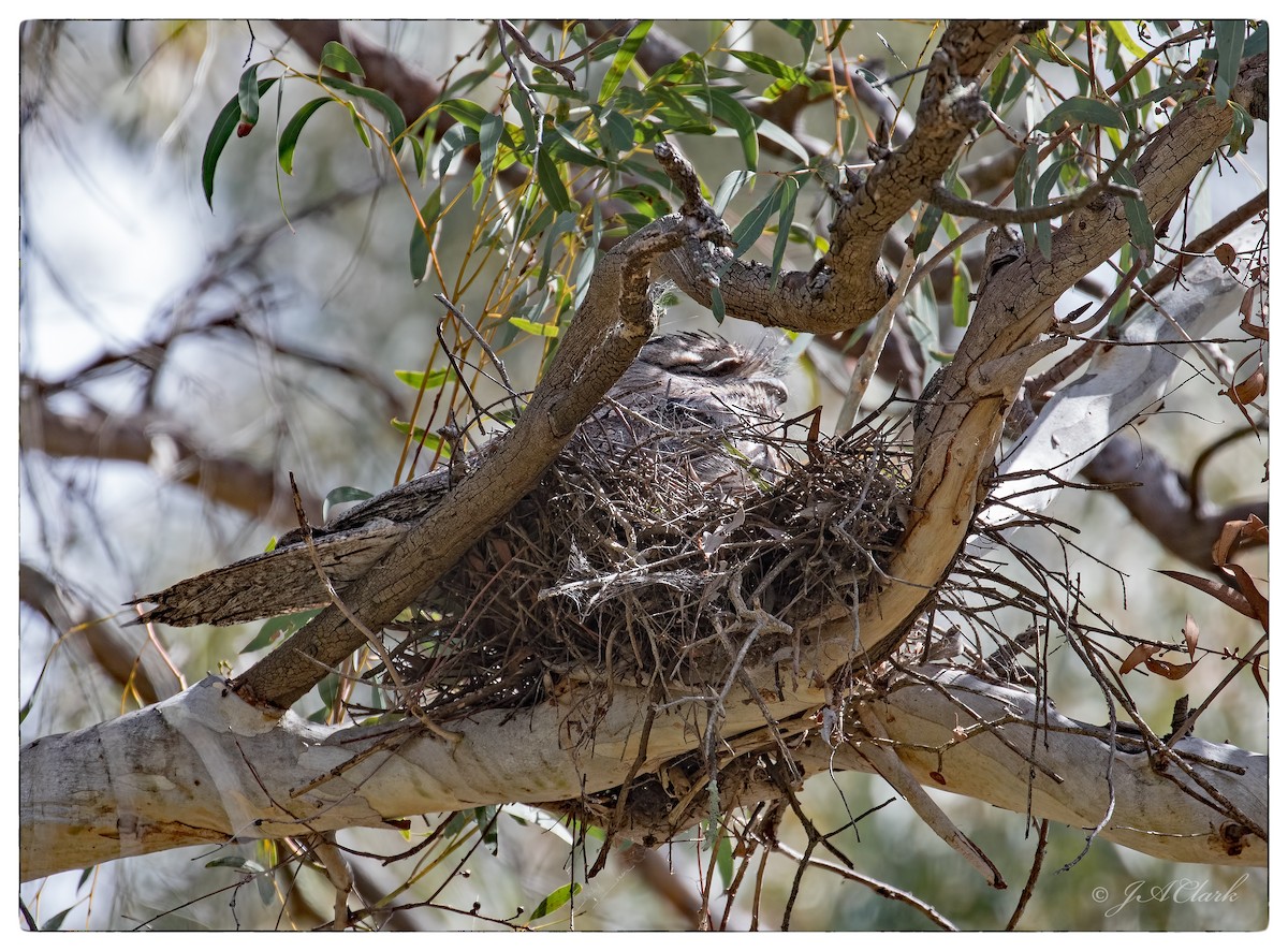 Tawny Frogmouth - ML68836131