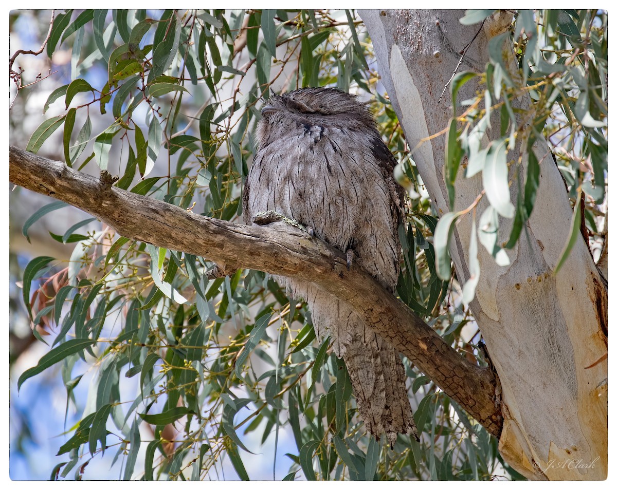 Tawny Frogmouth - Julie Clark