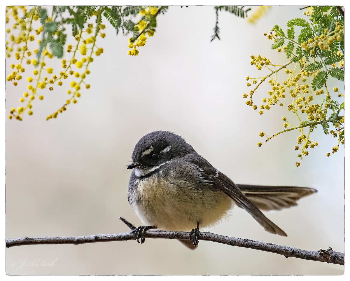 Gray Fantail - Julie Clark