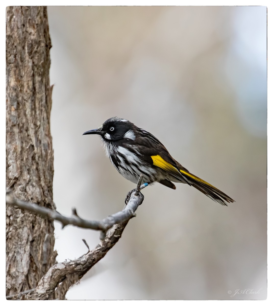 New Holland Honeyeater - ML68836191