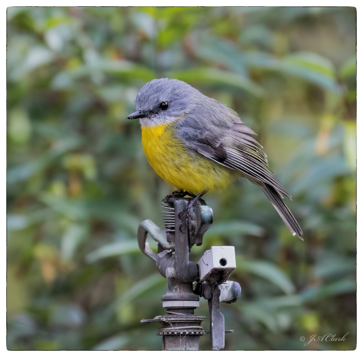 Eastern Yellow Robin - Julie Clark