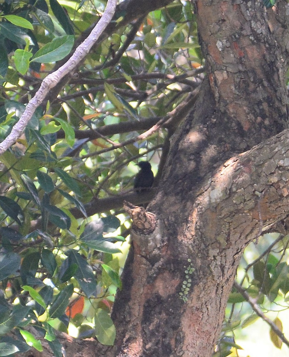 Square-tailed Drongo-Cuckoo - ML68836691