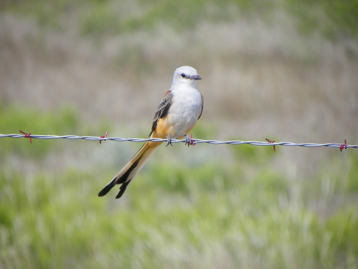 Scissor-tailed Flycatcher - Christi McMillen