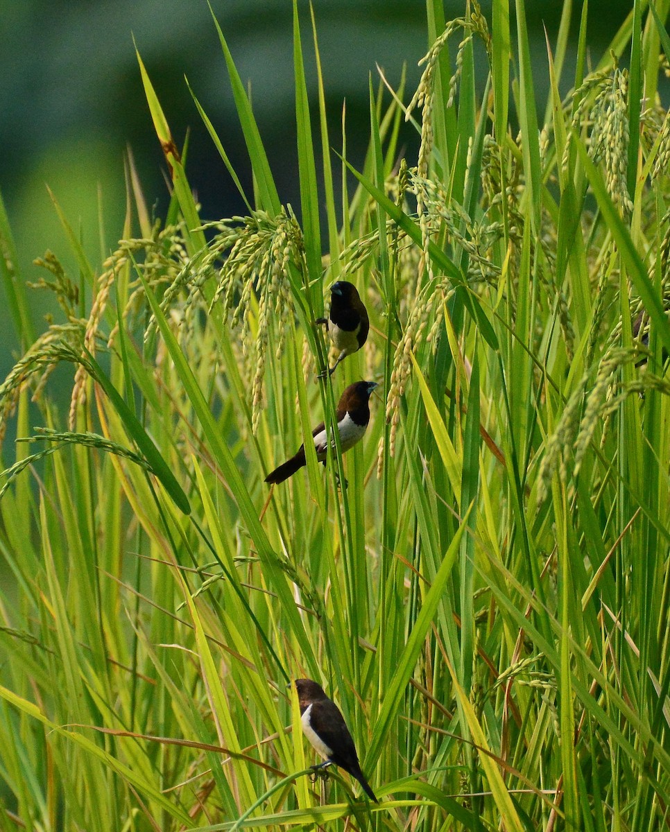 javanonne - ML68836891