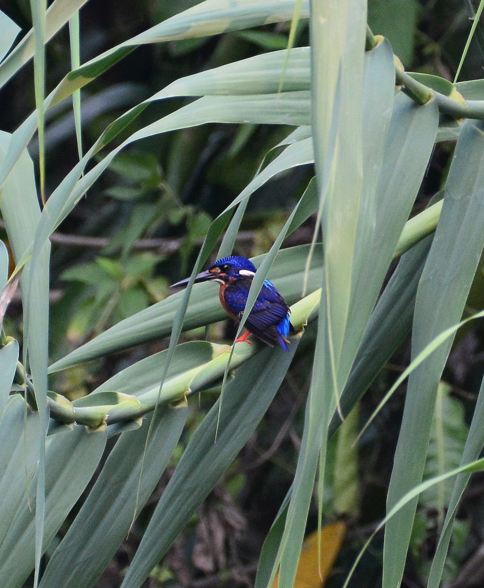 lakmusisfugl - ML68836981