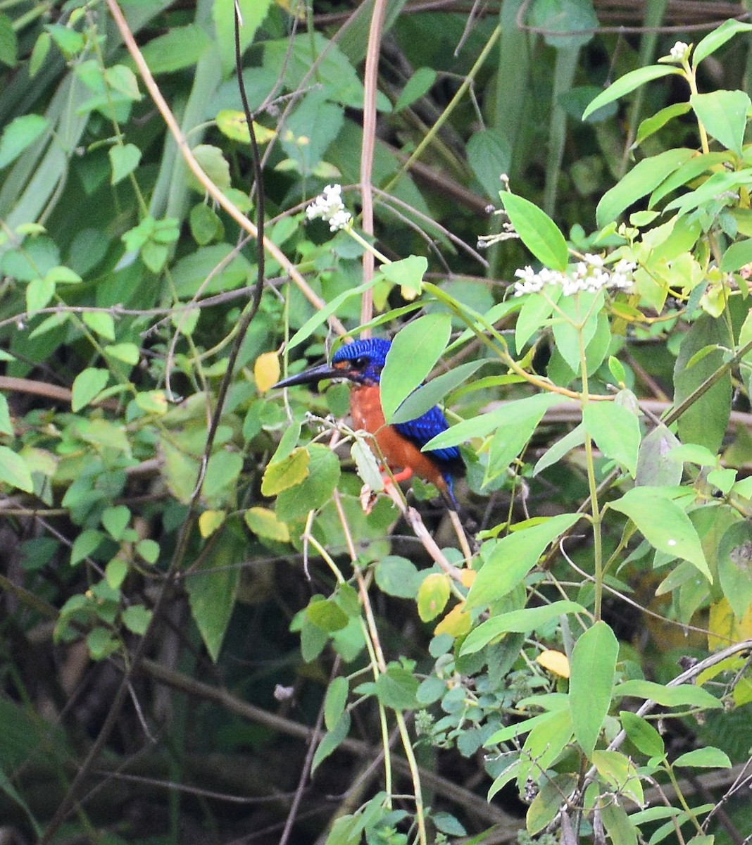 lakmusisfugl - ML68836991