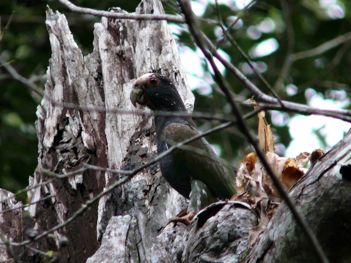 White-crowned Parrot - Mike Grant