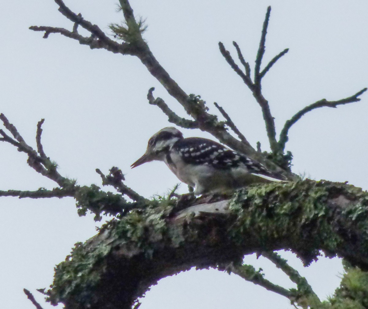 Hairy Woodpecker - ML68837331