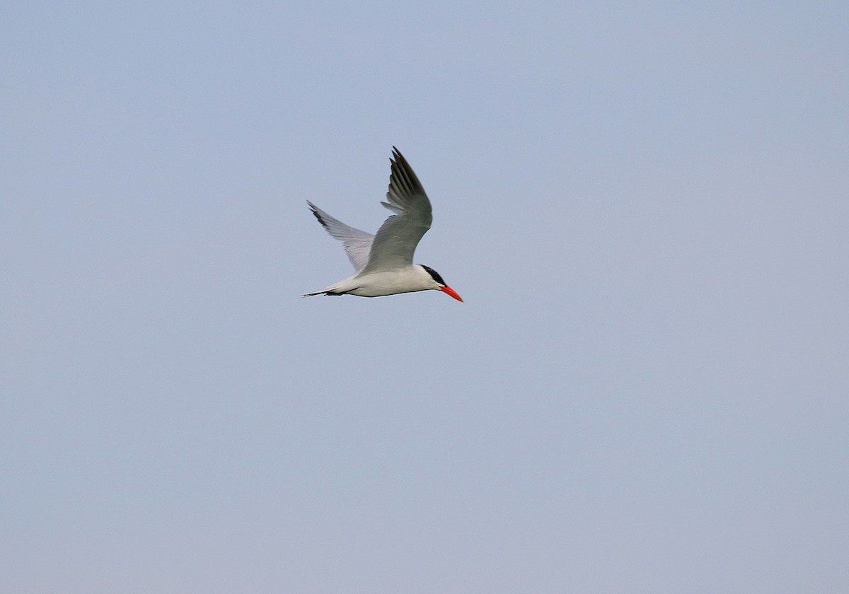 Caspian Tern - Tim Avery