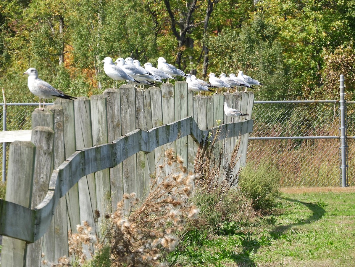 Ring-billed Gull - Ann Emlin