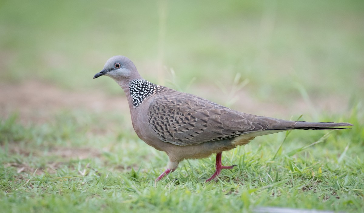 珠頸斑鳩(chinensis/tigrina) - ML68837581