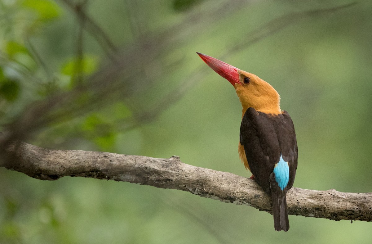 Brown-winged Kingfisher - ML68837671