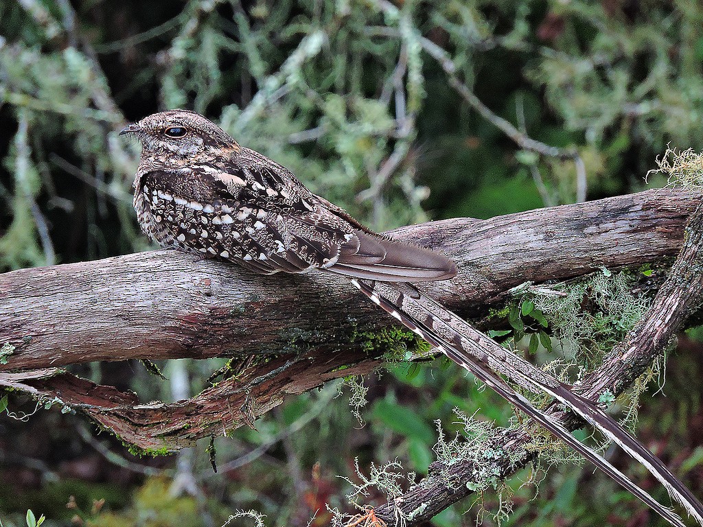 Scissor-tailed Nightjar - ML68838091