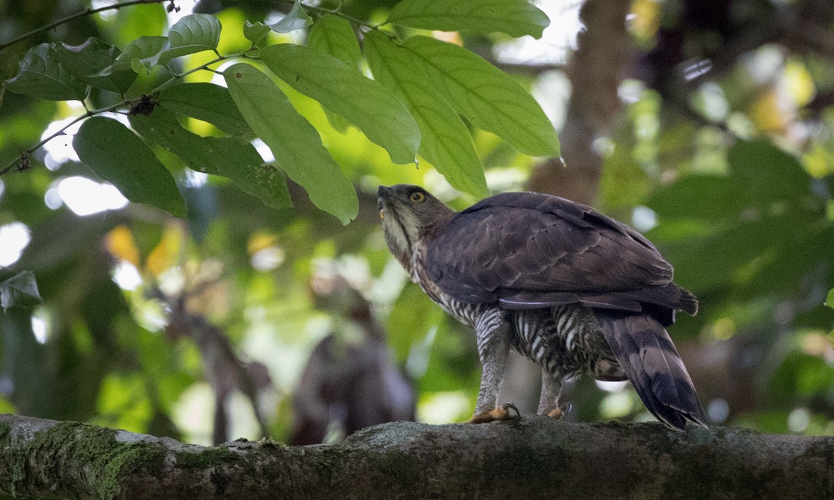 Wallace's Hawk-Eagle - ML68838341