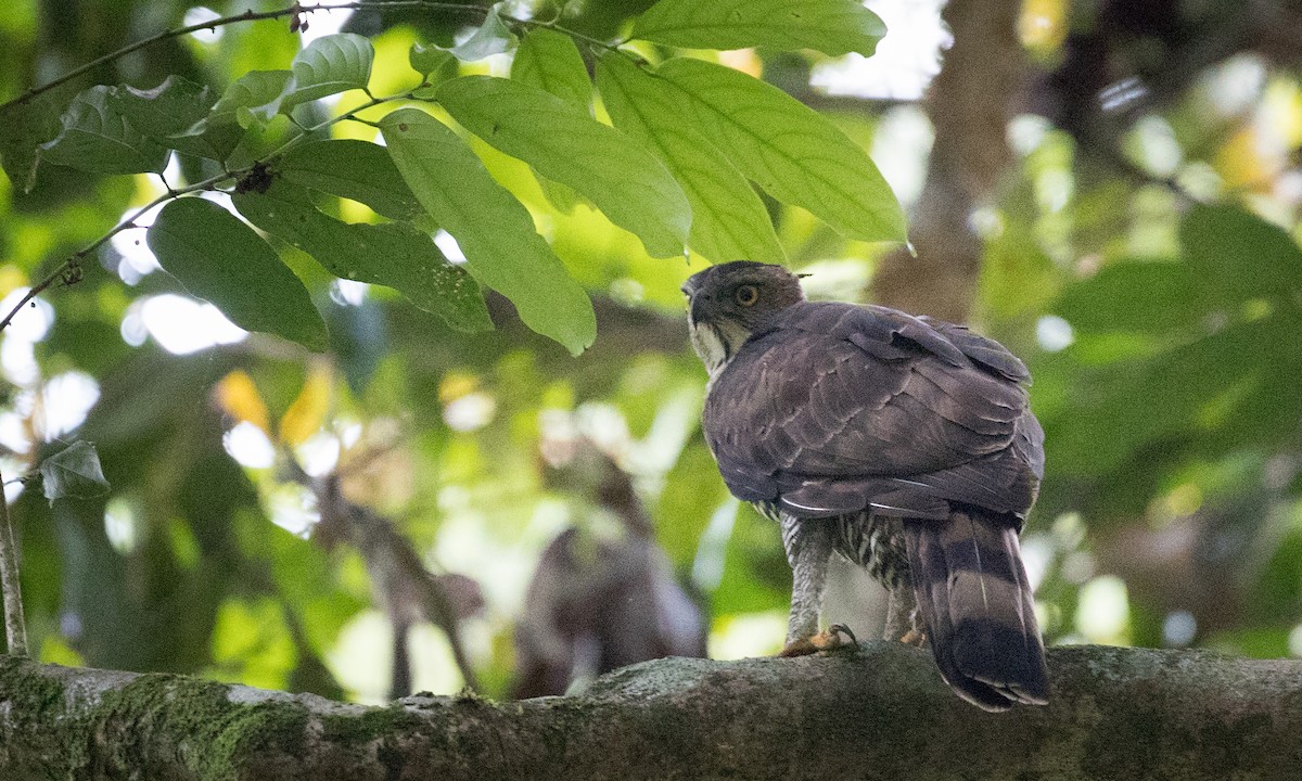 Wallace's Hawk-Eagle - ML68838371