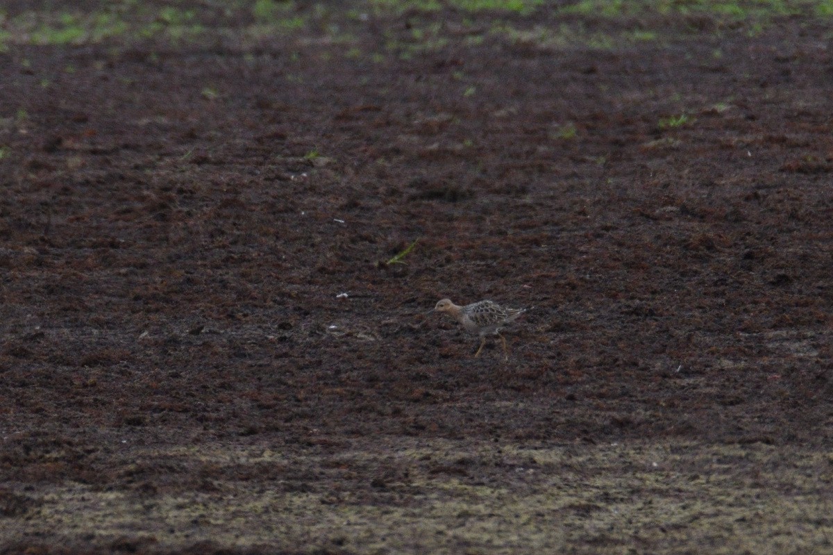 Buff-breasted Sandpiper - ML68838431