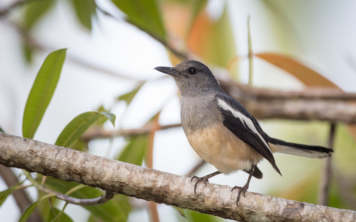 Oriental Magpie-Robin - Ian Davies