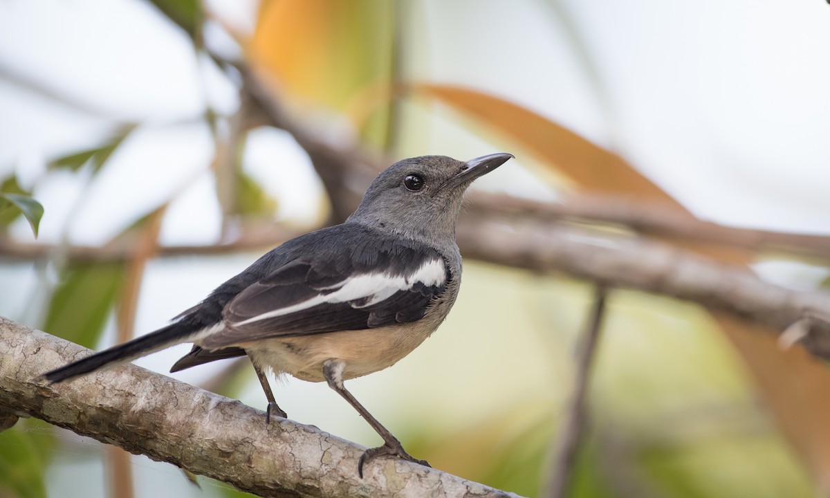 Oriental Magpie-Robin - ML68838701