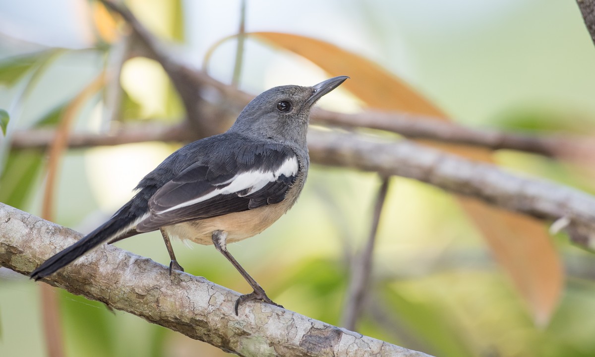 Oriental Magpie-Robin - ML68838731