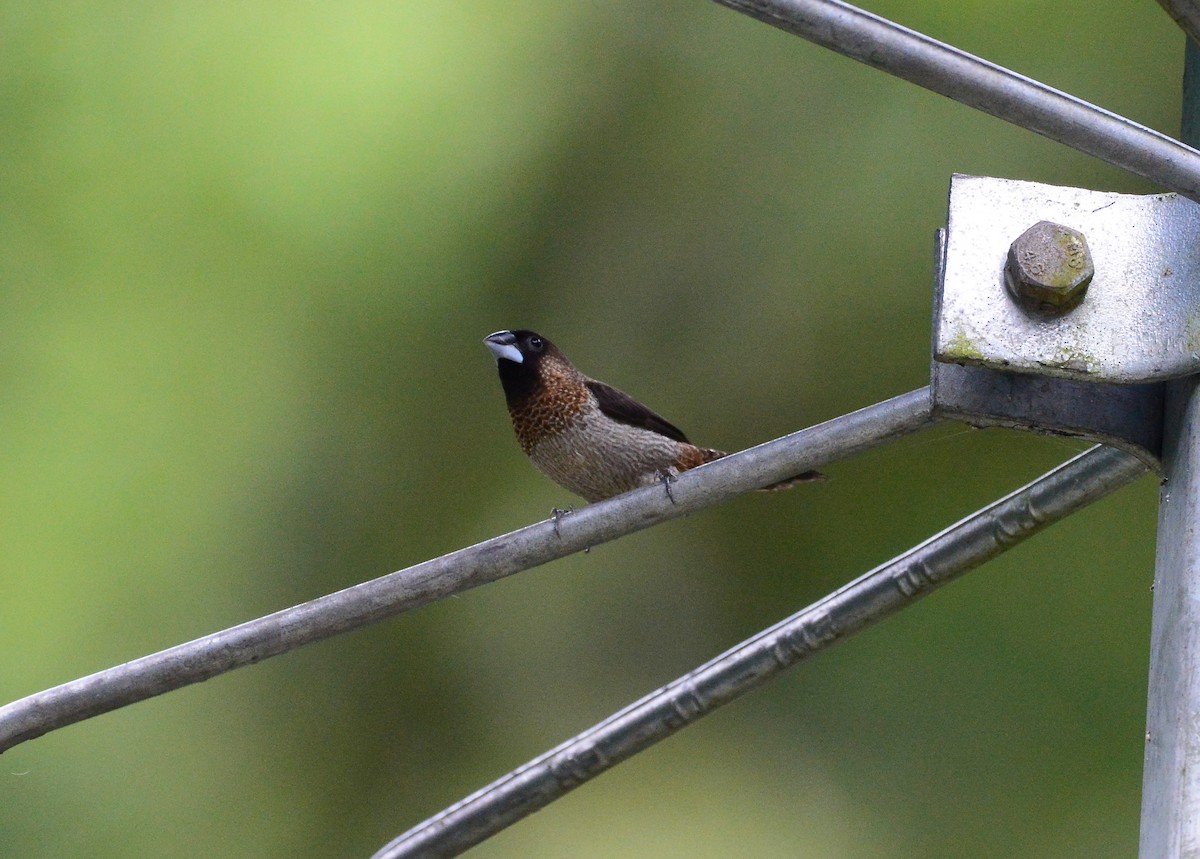 White-rumped Munia - Ari Noviyono