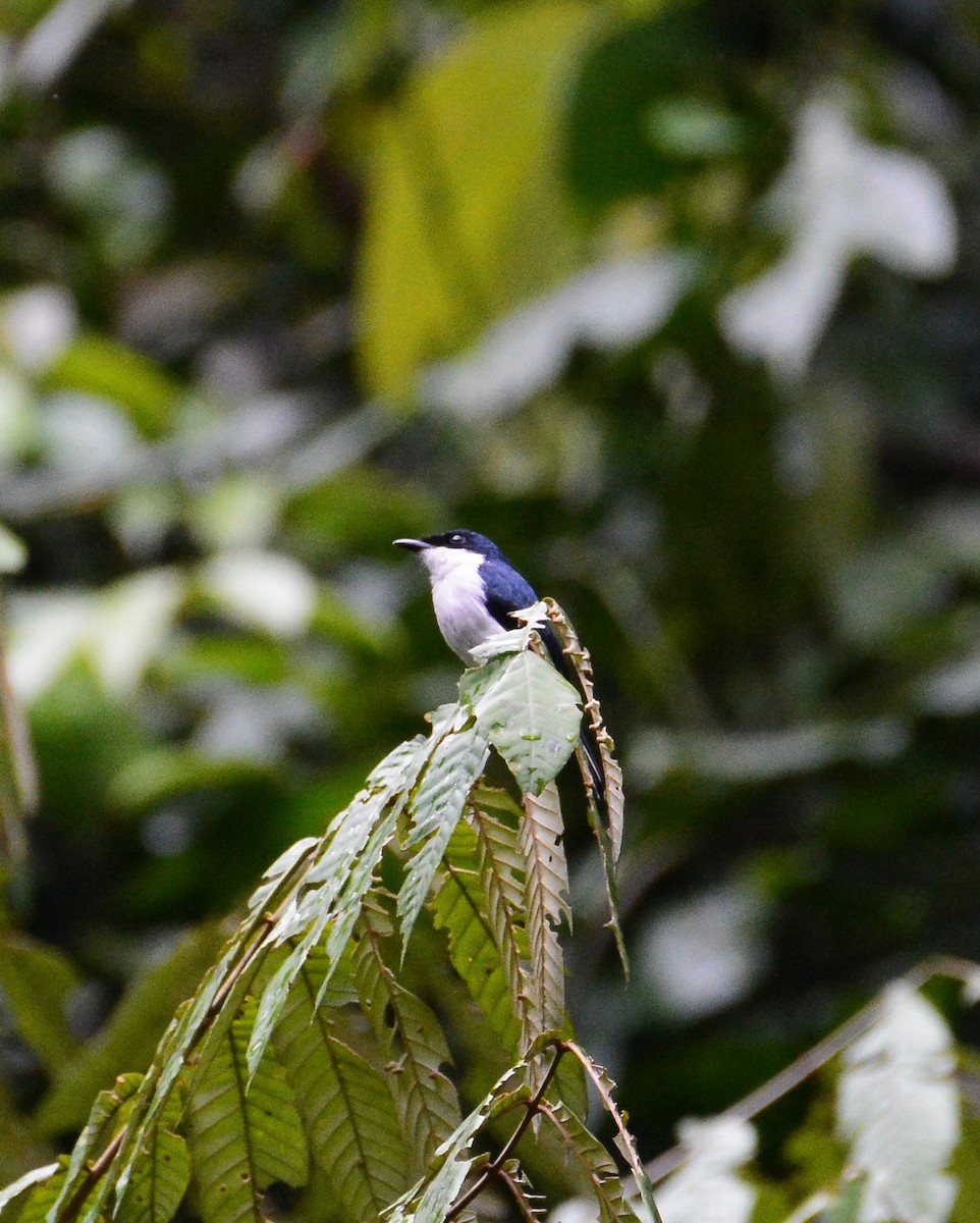 Black-winged Flycatcher-shrike - ML68839721