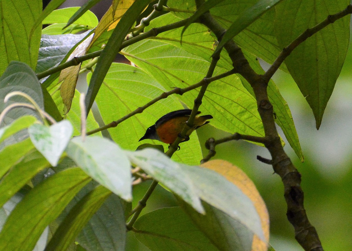 Orange-bellied Flowerpecker - Ari Noviyono